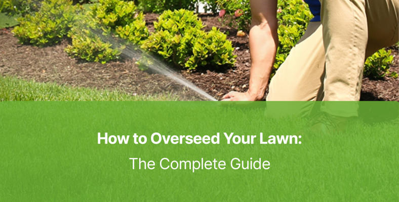 Overseed Lawn Arizona